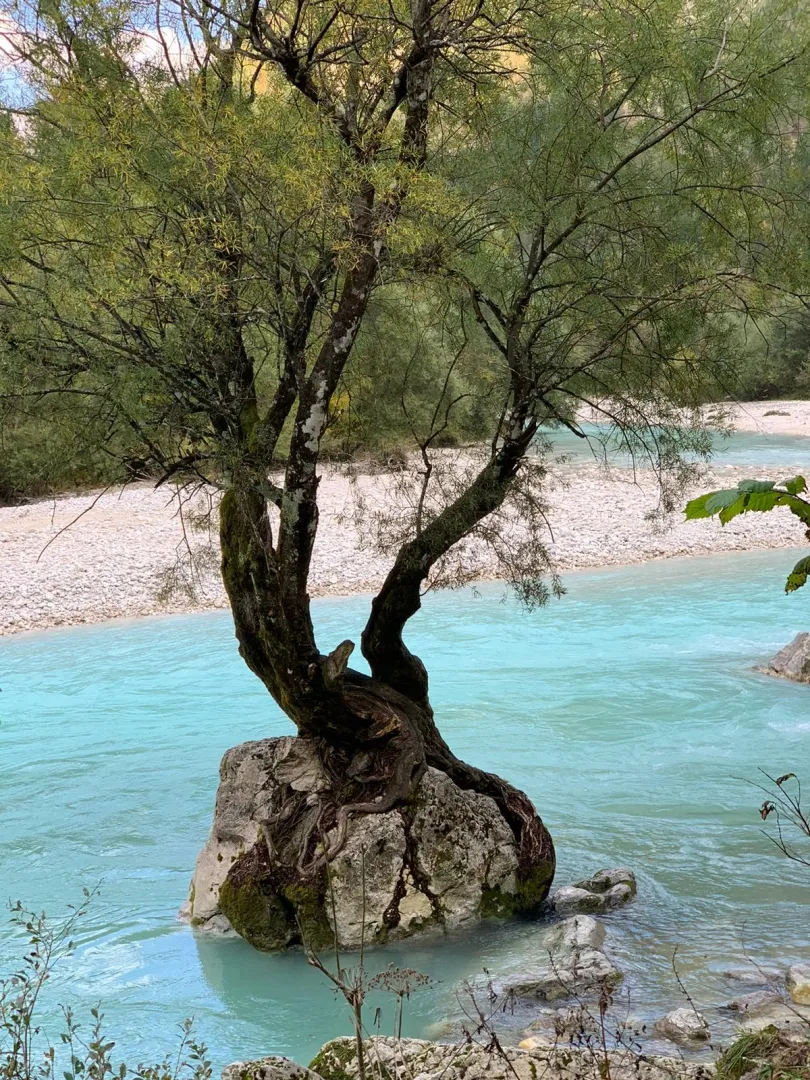 Drevo na skali sredi turkizne reke Soče